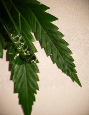 EPN Cannabinoids Hemp Product Formulation | 2025 Innovation Guide